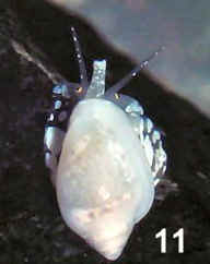 Eratoidea margarita (Kiener, 1834)