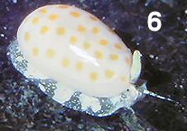 Persicula chrysomellina (Redfield, 1848)