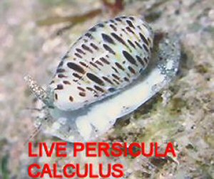 persicula calculus
