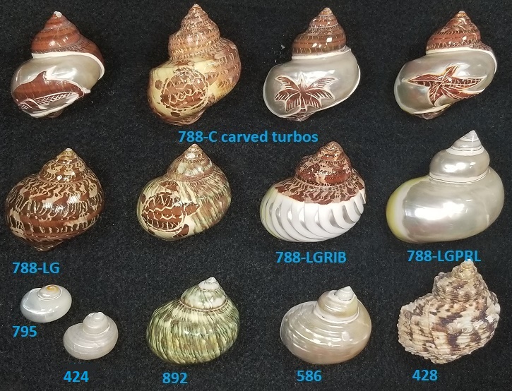 turbo shells